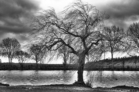 Willow by the Thames  in Black and White