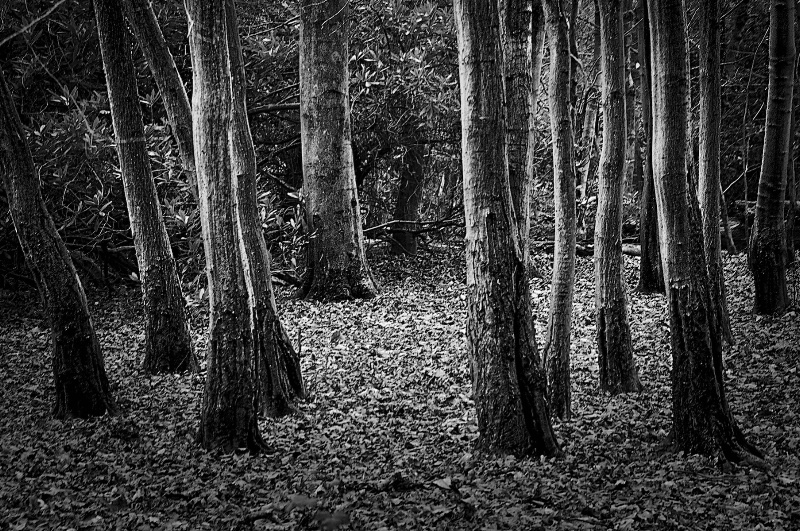 Inside the wood at Virginia Water
