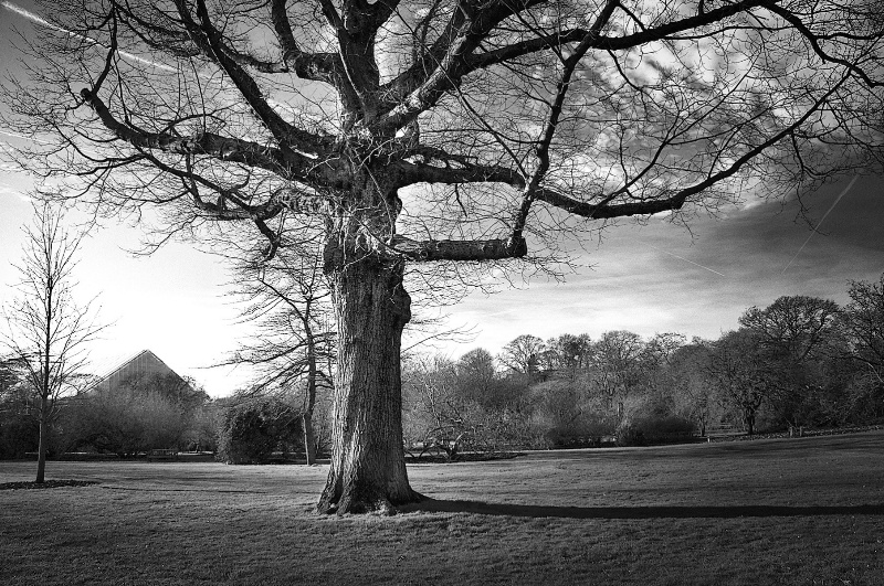 Lonely Tree at Kew Gardens
