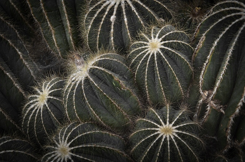 A Cactus Bunch in Detail