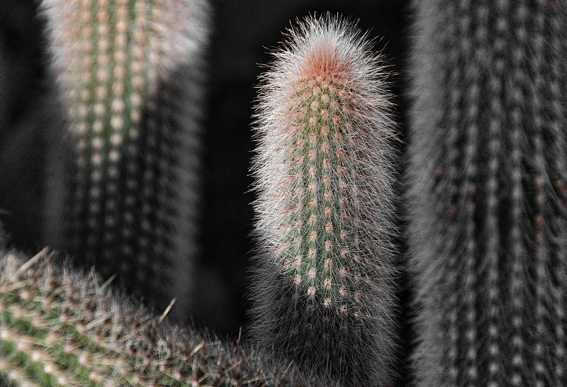 Cactus Offspring
