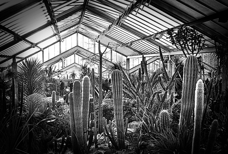 Cactus Collection at Kew
