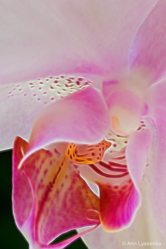 Orchid Breath