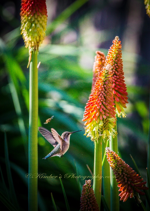 Birds and Bees and RedHot Pokers