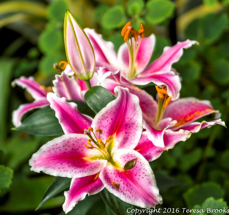 Oriental Lily After Eight