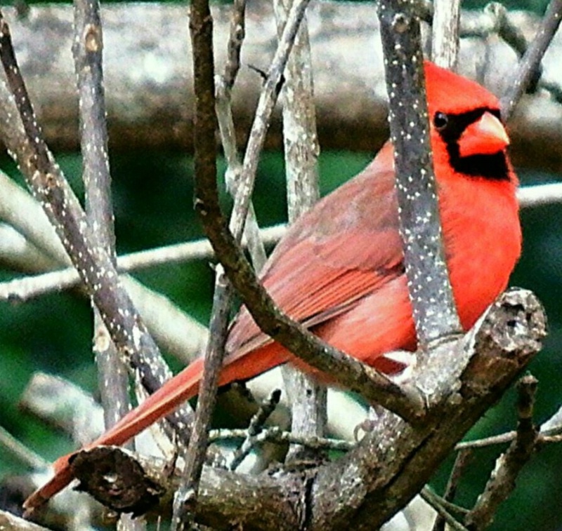 Cardinal In a Bare Tree