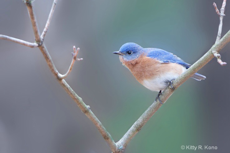 Branch Saying Hello to Bluebird
