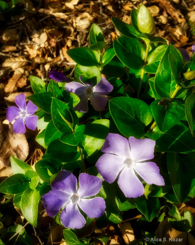 Purple & white vine flowers - ID: 15086346 © Alice Kozar