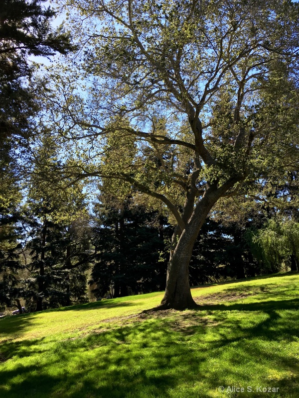 First sun after winter rain - green & contrast - ID: 15086352 © Alice Kozar