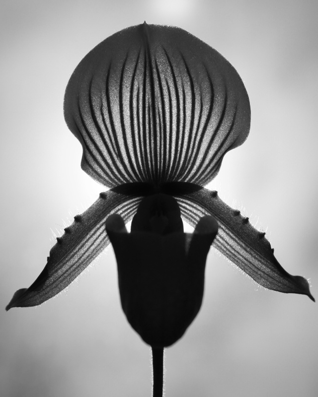 backlit orchid in B&W