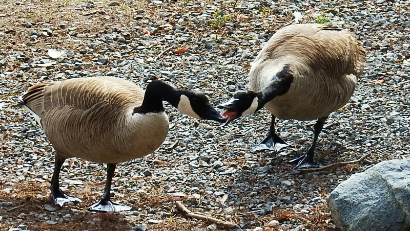 Fussy Canada Geese