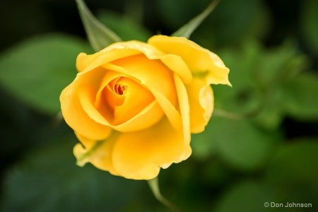 Miniature Yellow Rose 2-5-16 176