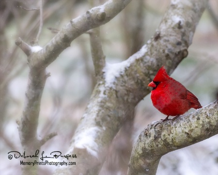 "Cardinal Snow"
