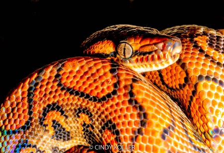 Rainbow Boa Constrictor