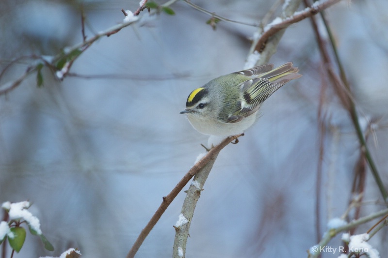 Golden Crowned Kinglet in the Snow