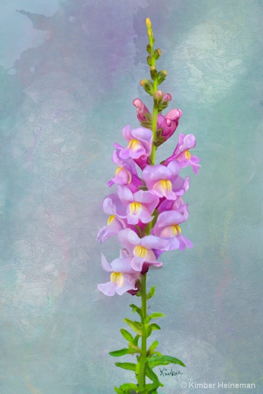 Snap Dragon