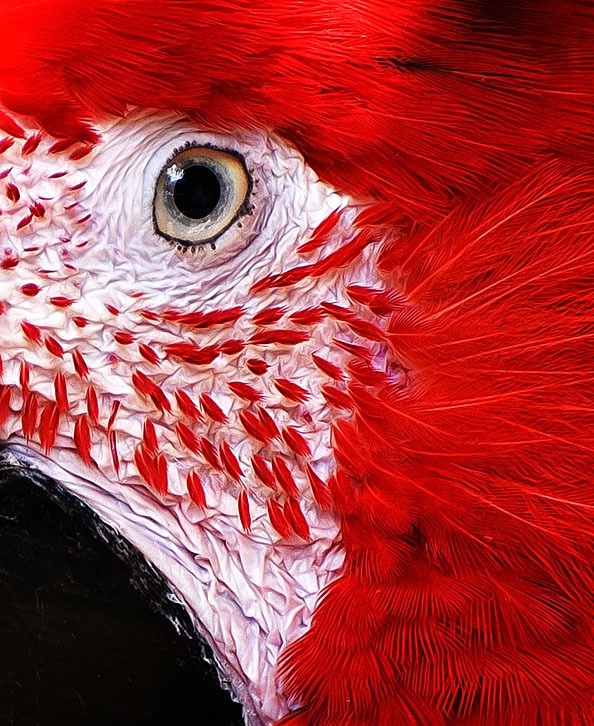 Eye Of The Macaw