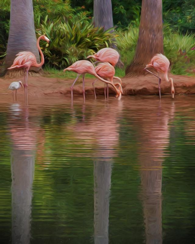 Classic Flamingo