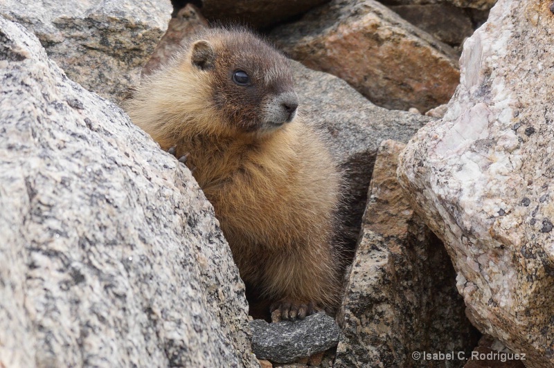Baby Marmot Curiosity