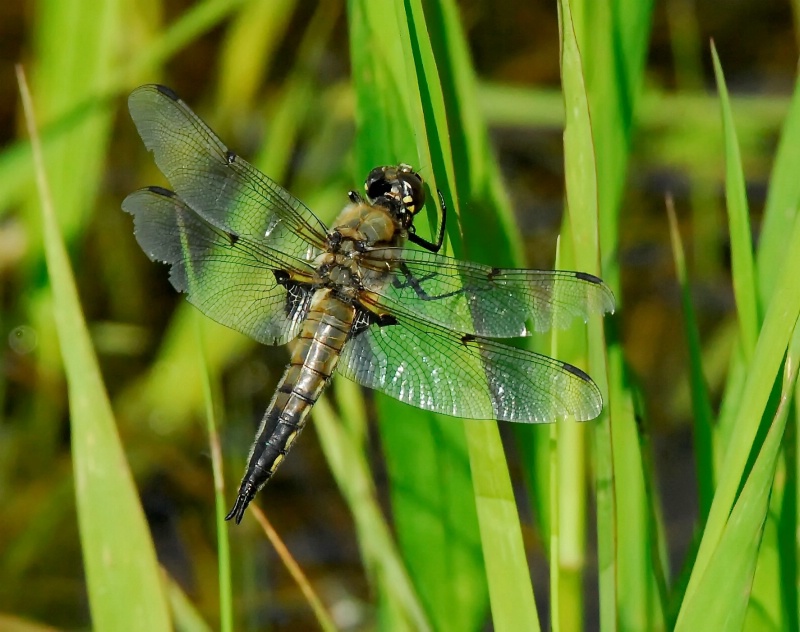 The Resting Dragonfly