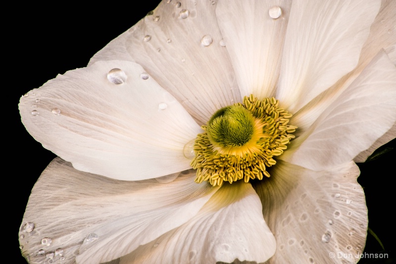 White Poppy-Flowered Anemone 2-5-16 092
