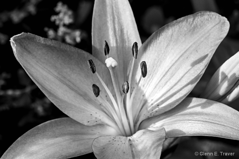 Lily of Black and White
