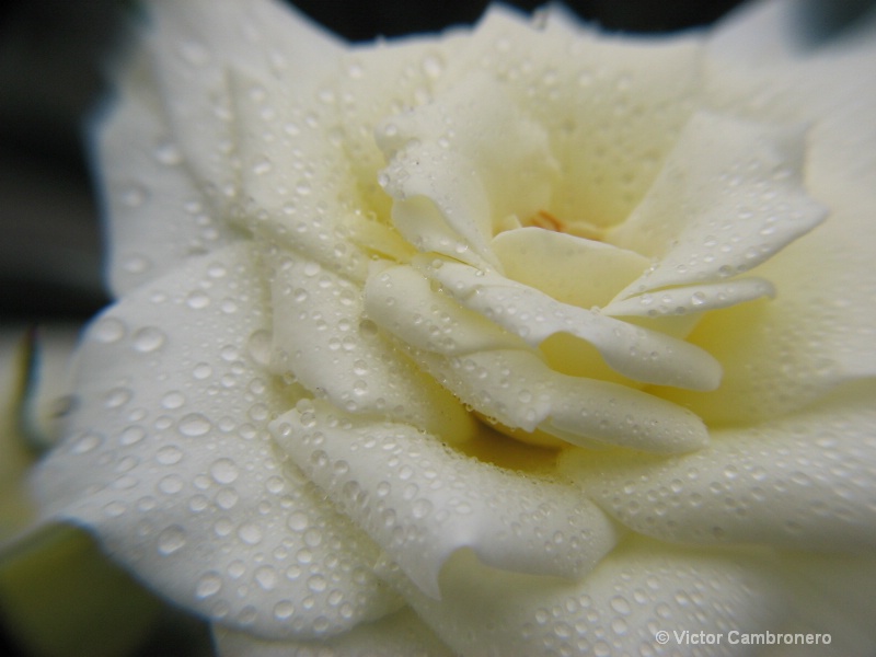 Refreshing Raindrops