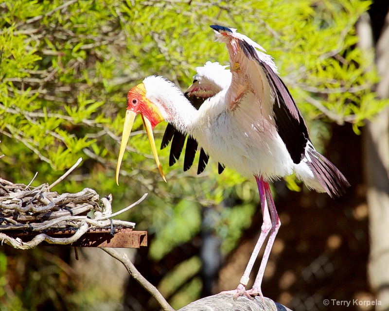 Yellow-billed Stork  - ID: 15086938 © Terry Korpela