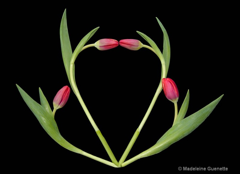 Love in tulips