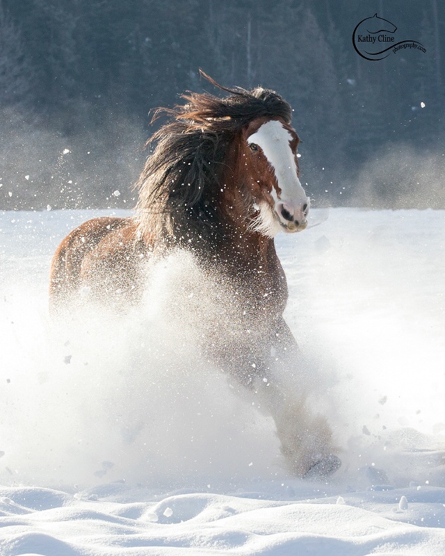 Winter Clydesdale 