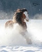 Winter Clydesdale...