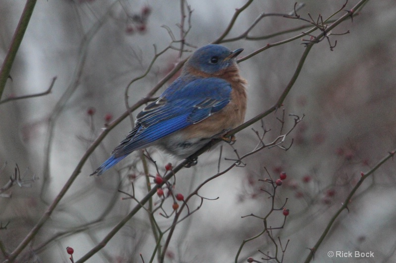 Blue Bird In The Snow