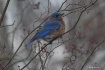Blue Bird In The ...