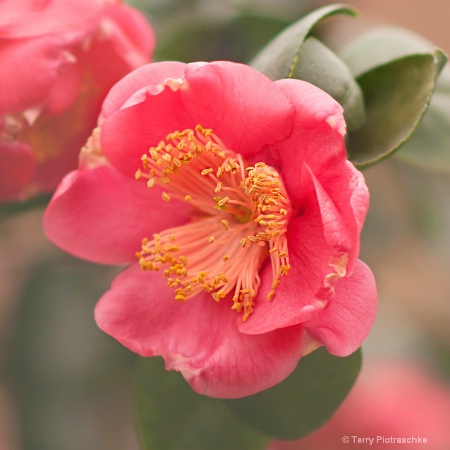 Pink Camellias