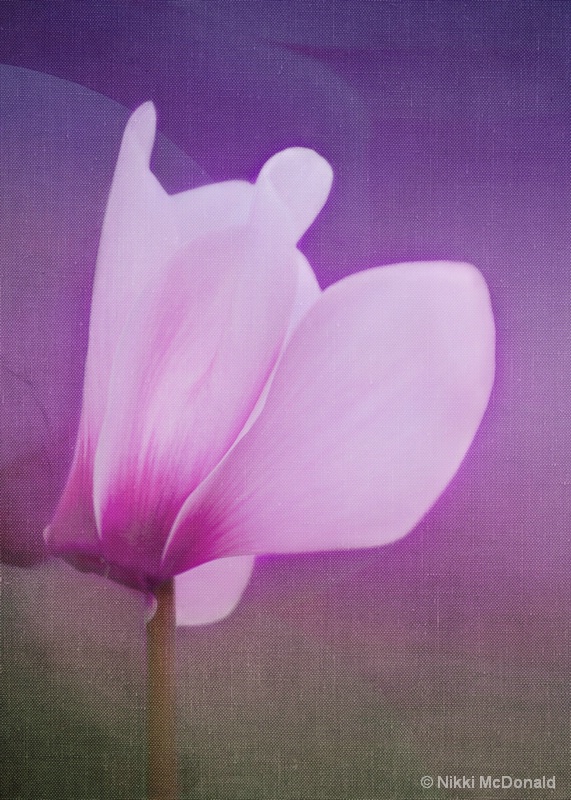 Cyclamen with Texture