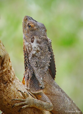 Frilled-neck lizard