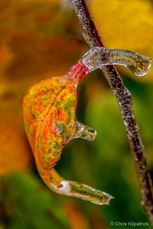 Iced Leaf
