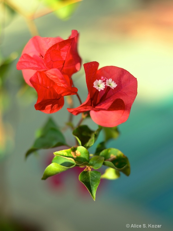 Floating Red Bougainvilla Blossoms