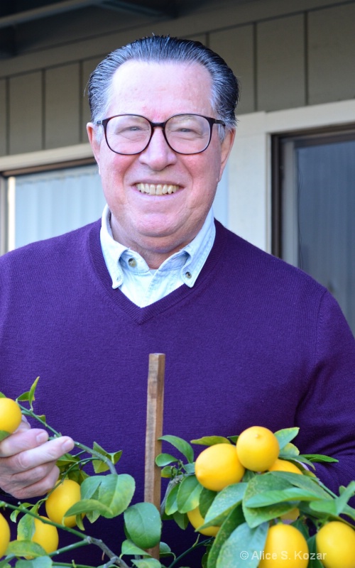 Jack Harvesting Meyer Lemons