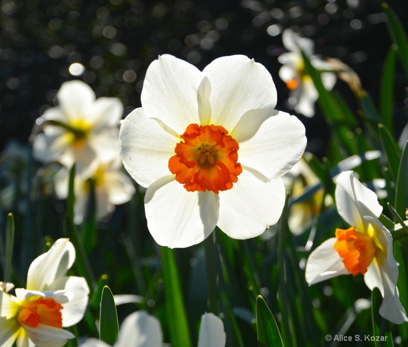 White & Orange Daffodil Smiles