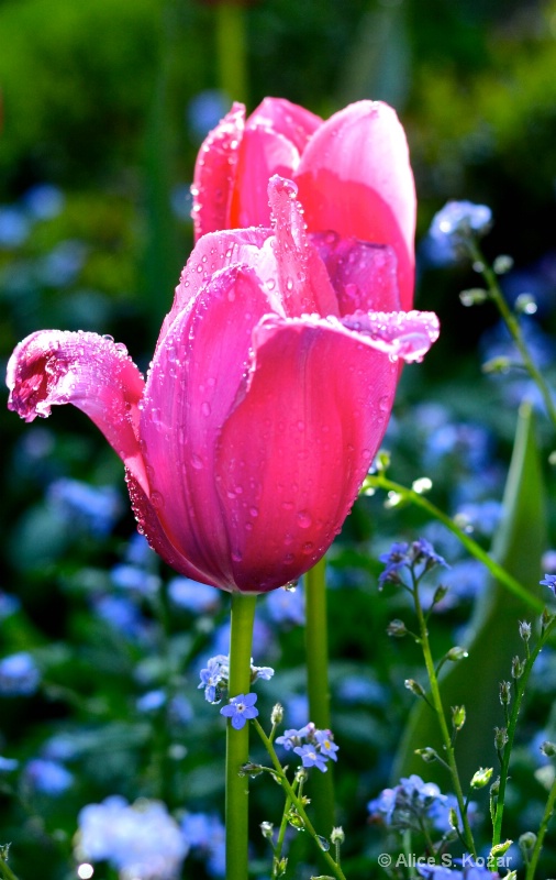 Dew Covered Pink Tulip Morning Light