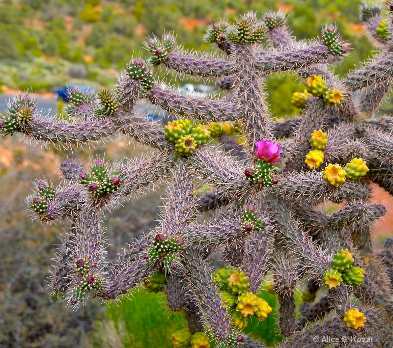 Cacti Blooms Sedona Arizona - ID: 15087284 © Alice Kozar