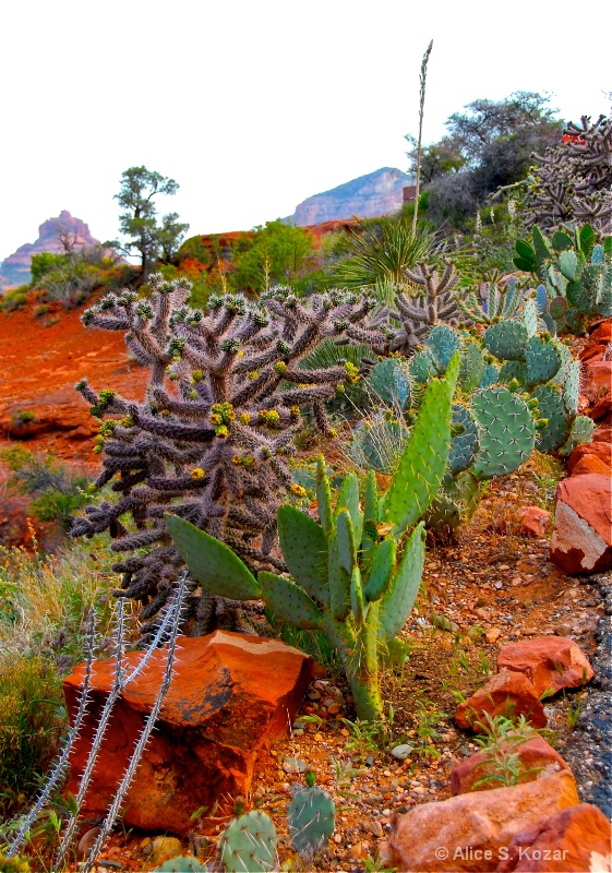 Cacti Growing in Red Rocks Sedona Arizona