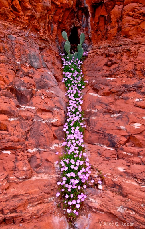 Pink Flowers growing in Red Rocks Sedona Arizona