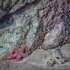 2Starfish on Brookings Beach - ID: 15087421 © Fran  Bastress