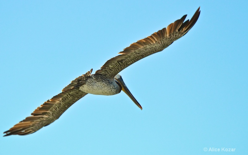 Gliding Pelican HMB - ID: 15087491 © Alice Kozar