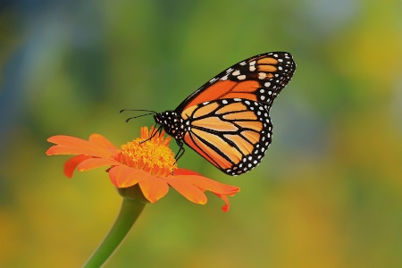 Monarch Beauty