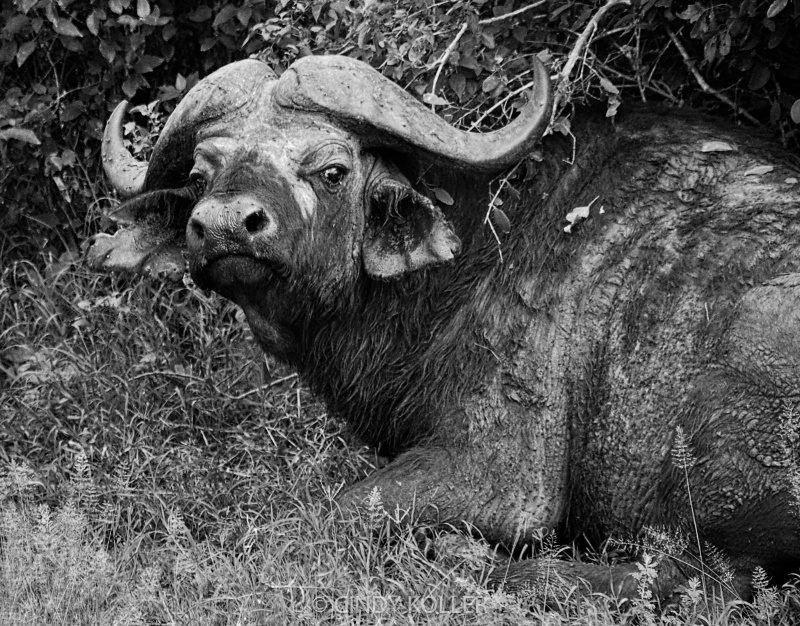 Cape Buffalo just having a rest