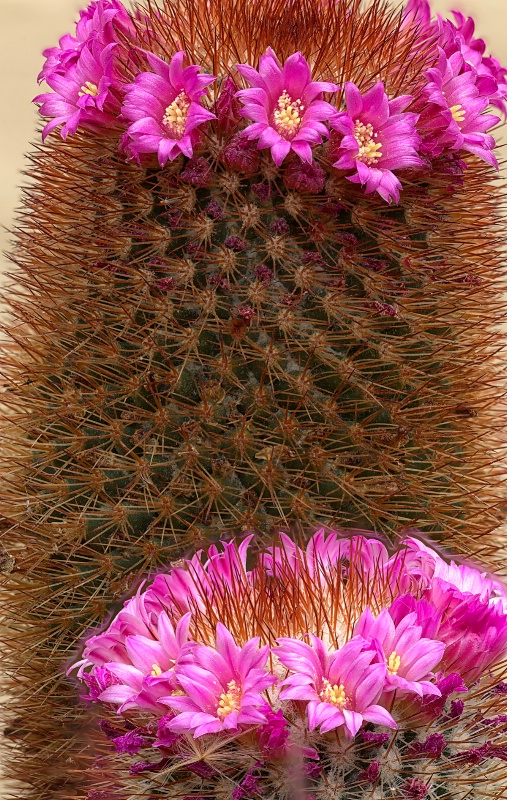 Pink Cactus Duo