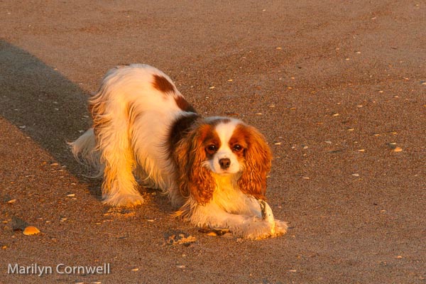 Dezi on the beach - ID: 15087650 © Marilyn Cornwell